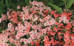 Hilda Niblett Azalea - 1 Gallon Pot -Exquisite Plants Azalea Hilda Niblet Flowers 2 1