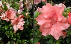 Hilda Niblett Azalea - 1 Gallon Pot -Exquisite Plants Azalea Hilda Niblet Flowers 4 1