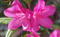 Judge Solomon Southern Indica Azalea - 3 Gallon Pot 8 Judge Solomon Southern Indica Azalea - 3 Gallon Pot -Exquisite Plants Azalea Judge Solomon 50