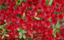 Midnight Flare Azalea - 3 Gallon Pot -Exquisite Plants Azalea Midnight Flare 1