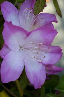 Nuccio's Voodoo Azalea - 6 Pack Of 1 Gallon Pots 9 Nuccio's Voodoo Azalea - 6 Pack Of 1 Gallon Pots -Exquisite Plants Azalea Nuccios Voodoo 1