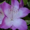 Nuccio's Voodoo Azalea - 6 Pack Of 1 Gallon Pots -Exquisite Plants Azalea Nuccios Voodoo 2