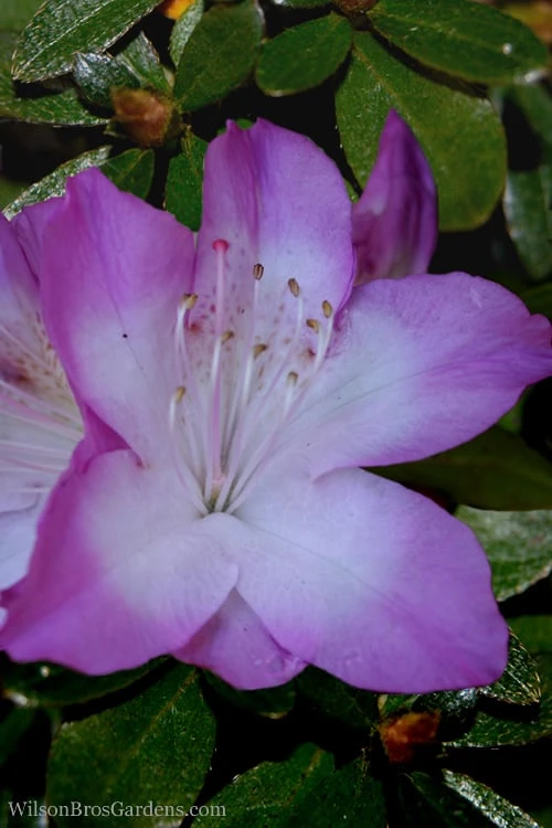 Nuccio's Voodoo Azalea - 6 Pack Of 1 Gallon Pots 3 Nuccio's Voodoo Azalea - 6 Pack Of 1 Gallon Pots