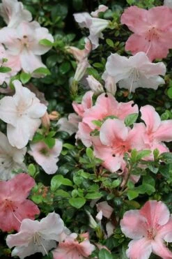 Sir Robert Dwarf Azalea - 6 Pack Of 1 Gallon Pots -Exquisite Plants Azalea Sir Robert 12