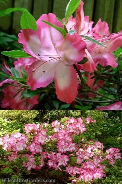 Vibrant Azalea (Harris Hybrid) - 3 Gallon Pot 9 Vibrant Azalea (Harris Hybrid) - 3 Gallon Pot -Exquisite Plants Azalea Vibrant 2