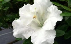 Gumpo White Dwarf Azalea - 1 Gallon Pot 9 Gumpo White Dwarf Azalea - 1 Gallon Pot -Exquisite Plants Azalea White Gumpo