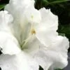 Gumpo White Dwarf Azalea - 1 Gallon Pot -Exquisite Plants Azalea White Gumpo 500x750 1
