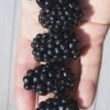 Apache Thornless Blackberry - 2 Gallon Pot -Exquisite Plants Blackberry Apache In hand 500x750 1