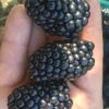 Kiowa Blackberry Plant - 1 Gallon Pot 1 Kiowa Blackberry Plant - 1 Gallon Pot -Exquisite Plants Blackberry Kiowa 1