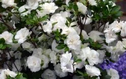 Snowball Bloom 'N Again Azalea - 1 Gallon Pot -Exquisite Plants Bloom N Again Azalea Snowball