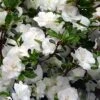 Snowball Bloom 'N Again Azalea - 1 Gallon Pot -Exquisite Plants Bloom N Again Snowball 1 500x750 1