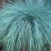 Beyond Blue Festuca (Fescue) - 1 Gallon Pot 2 Beyond Blue Festuca (Fescue) - 1 Gallon Pot -Exquisite Plants Blue Fescue Beyond Blue 21