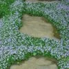 Blue Star Creeper (Laurentia Fluviatilis) - 3 Pack Of Quart Pots -Exquisite Plants Blue Star Creeper 22