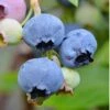 Alapaha Rabbiteye Blueberry - 7 Gallon Pot -Exquisite Plants Blueberry Alapaha 3 1