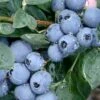 Becky Blue Rabbiteye Blueberry - 2.5 Quart Pot -Exquisite Plants Blueberry Becky Blue Rev 500x750 1