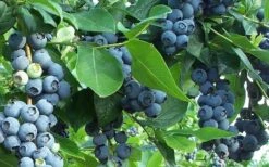 Premier Rabbiteye Blueberry - 1 Gallon Pot -Exquisite Plants Blueberry Bush Premier