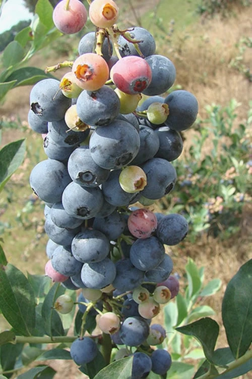 Climax Rabbiteye Blueberry - 2.5 Quart Pot 3 Climax Rabbiteye Blueberry - 2.5 Quart Pot