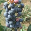 Climax Rabbiteye Blueberry - 6 Pack Of 1 Gallon Pots -Exquisite Plants Blueberry Climax Rev 500x750 4