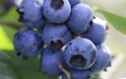 Delite Rabbiteye Blueberry - 3 Gallon Pot -Exquisite Plants Blueberry Delite