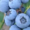 Premier Rabbiteye Blueberry - 1 Gallon Pot -Exquisite Plants Blueberry Rabbiteye BS
