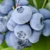 Vernon Rabbiteye Blueberry - 6 Pack Of 1 Gallon Pots -Exquisite Plants Blueberry Rabbiteye Vernon 500x750 1
