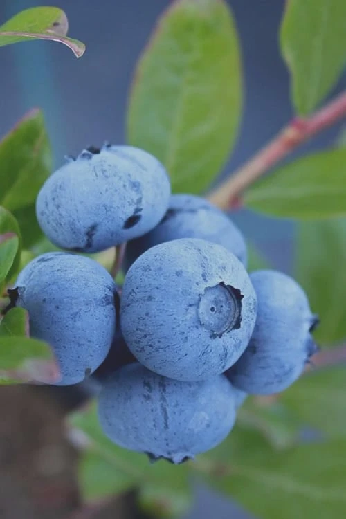 Tifblue Rabbiteye Blueberry - 2.5 Quart Pot -Exquisite Plants Blueberry Tifblue Rev 500x750 2