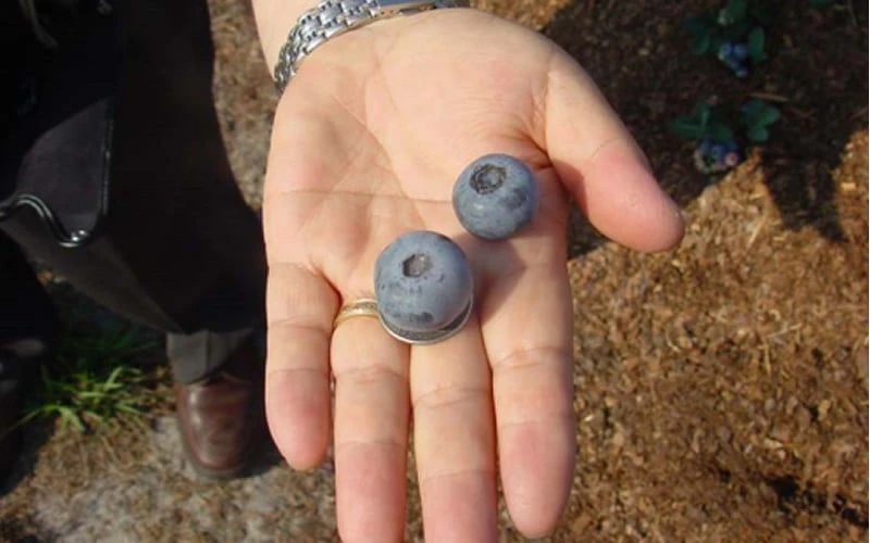 Titan Blueberry - 6 Pack Of 1 Gallon Pots 7 Titan Blueberry - 6 Pack Of 1 Gallon Pots - Image 5