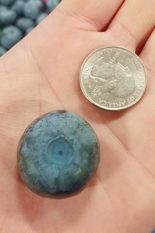 Titan Blueberry - 6 Pack Of 1 Gallon Pots -Exquisite Plants Blueberry Titan 10 1