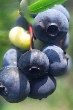Titan Blueberry - 6 Pack Of 1 Gallon Pots 11 Titan Blueberry - 6 Pack Of 1 Gallon Pots -Exquisite Plants Blueberry Titan 12 1