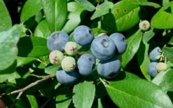Vernon Rabbiteye Blueberry - 6 Pack Of 1 Gallon Pots -Exquisite Plants Blueberry Vernon