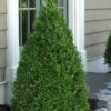 Green Mountain Boxwood - 1 Gallon Pot 2 Green Mountain Boxwood - 1 Gallon Pot -Exquisite Plants Boxwood Green Mountain 11