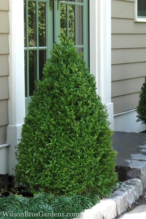 Green Mountain Boxwood - 1 Gallon Pot 3 Green Mountain Boxwood - 1 Gallon Pot