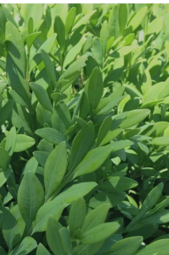 Green Mountain Boxwood - 1 Gallon Pot 14 Green Mountain Boxwood - 1 Gallon Pot -Exquisite Plants Boxwood Green Mountain 12