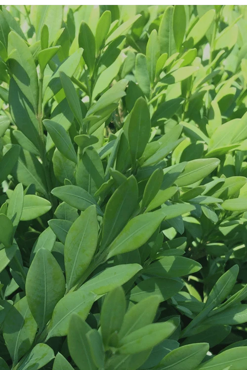 Green Mountain Boxwood - 1 Gallon Pot 8 Green Mountain Boxwood - 1 Gallon Pot - Image 6