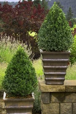 Green Mountain Boxwood - 1 Gallon Pot 12 Green Mountain Boxwood - 1 Gallon Pot -Exquisite Plants Boxwood Green Mountain 23