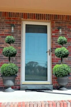 Common Boxwood 3-Ball Poodle Tier Topiary (Buxus Sempervirens) - 5 Gallon Pot 9 Common Boxwood 3-Ball Poodle Tier Topiary (Buxus Sempervirens) - 5 Gallon Pot -Exquisite Plants Boxwood Green Mountain 3 Ball Poodle Tier 3