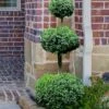 Common Boxwood 3-Ball Poodle Tier Topiary (Buxus Sempervirens) - 5 Gallon Pot 2 Common Boxwood 3-Ball Poodle Tier Topiary (Buxus Sempervirens) - 5 Gallon Pot -Exquisite Plants Boxwood Green Mountain 3 Ball Poodle Tier 4