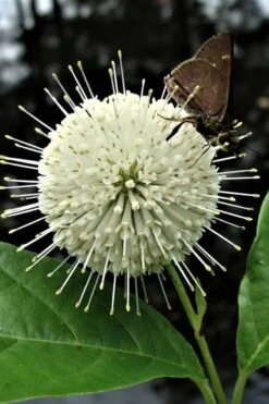 Buttonbush (Cephalanthus Occidentalis) - 3 Pack Of 1.5 Quart Pots -Exquisite Plants Buttonbush 3