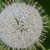 Buttonbush (Cephalanthus Occidentalis) - 3 Pack Of 1.5 Quart Pots -Exquisite Plants Buttonbush 4