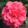 Ack-Scent Fragrant Pink Camellia Japonica - 1 Gallon Pot
