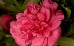 Alabama Beauty Camellia Sasanqua - 2.5 Quart Pot -Exquisite Plants Camellia Alabama Beauty 50