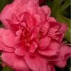 Alabama Beauty Camellia Sasanqua - 2.5 Quart Pot -Exquisite Plants Camellia Alabama Beauty 500x750 1