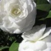 Alba Plena Camellia Japonica - 7 Gallon Pot (3-4') 1 Alba Plena Camellia Japonica - 7 Gallon Pot (3-4') -Exquisite Plants Camellia Alba Plena 500x750 1