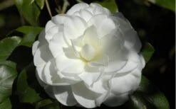 Alba Plena Camellia Japonica - 7 Gallon Pot (3-4') -Exquisite Plants Camellia Alba Plena Flower Closeup 2