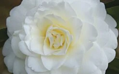 Alba Plena Camellia Japonica - 7 Gallon Pot (3-4') -Exquisite Plants Camellia Alba Plena Flower Closeup