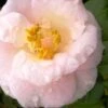 April Blush Cold Hardy Pink Camellia Japonica - 1 Gallon Pot -Exquisite Plants Camellia April Blush 2
