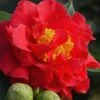 Blood Of China Fragrant Red Camellia Japonica - 3 Gallon Pot 2 Blood Of China Fragrant Red Camellia Japonica - 3 Gallon Pot -Exquisite Plants Camellia Blood Of China 1