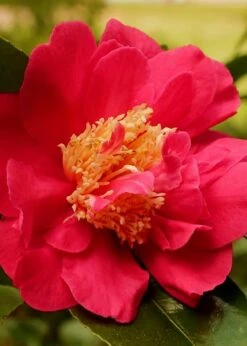 Blood Of China Fragrant Red Camellia Japonica - 3 Gallon Pot -Exquisite Plants Camellia Blood Of China 3