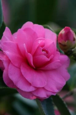 Chansonette Dwarf Weeping Camellia Sasanqua - 1 Gallon Pot -Exquisite Plants Camellia Chansonette 2