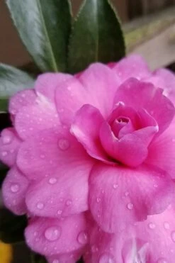 Chansonette Dwarf Weeping Camellia Sasanqua - 1 Gallon Pot -Exquisite Plants Camellia Chansonette 4